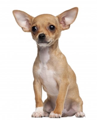 Brown Chihuahua Dog Sitting