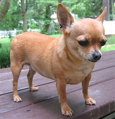 Brown Chihuahua Dog Standing On Table In Garden