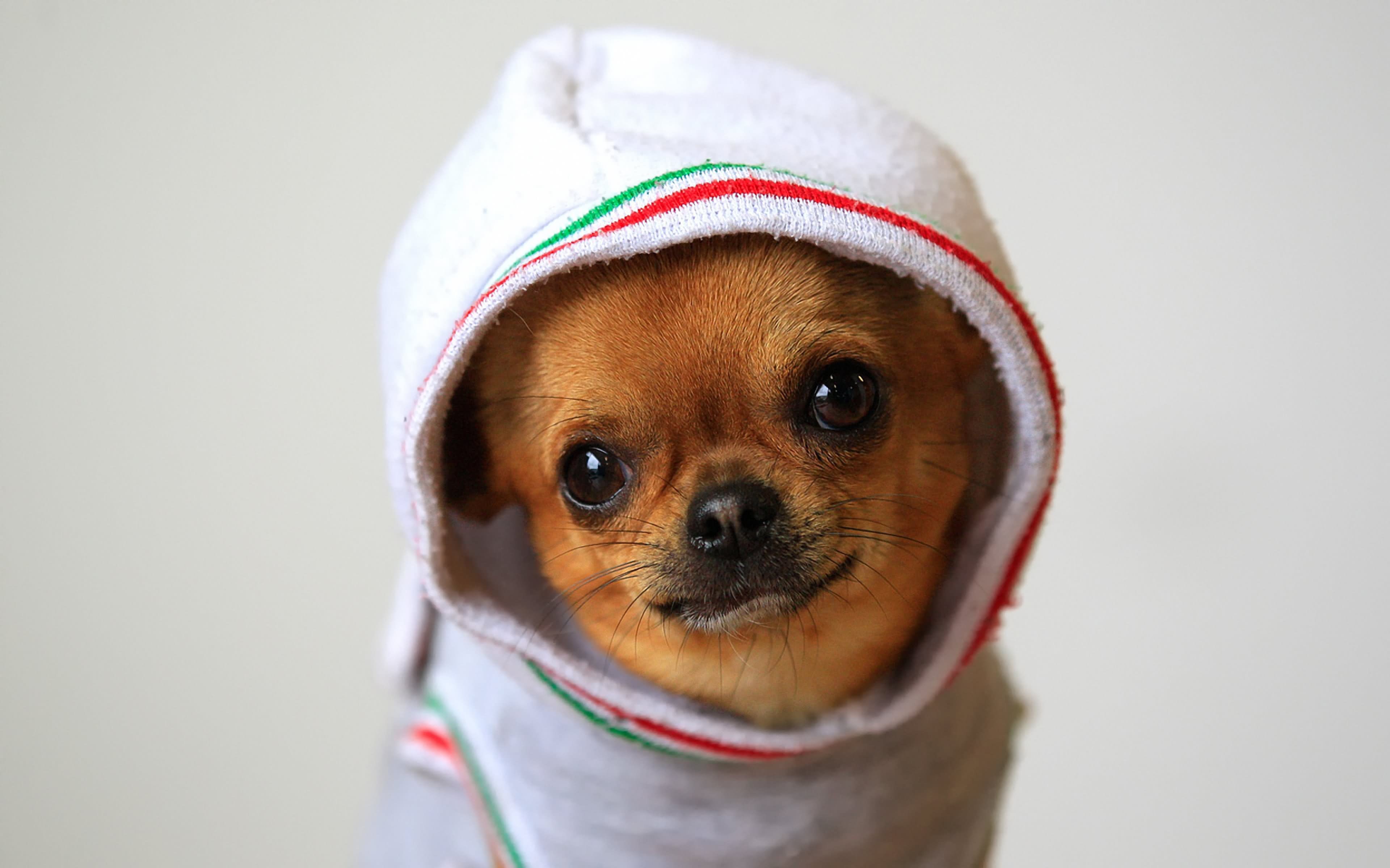 Brown Chihuahua Dog Wearing Cloths