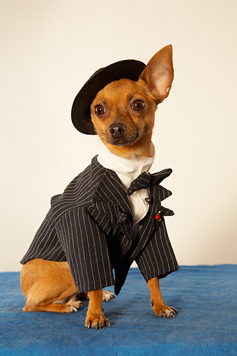 Brown Chihuahua Dog Wearing Hat And Suit
