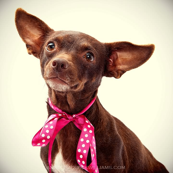 Brown Chihuahua Dog Wearing Pink Bow