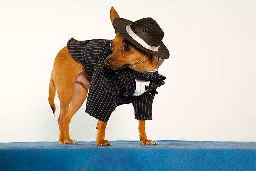Brown Chihuahua Dog Wearing Suit