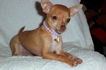 Brown Chihuahua Puppy Sitting On Bed