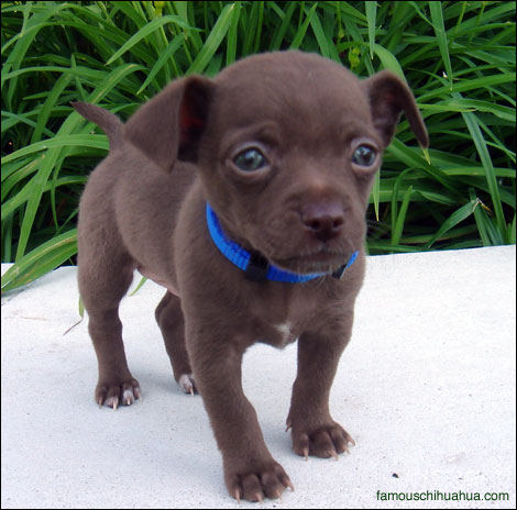 Brown Chihuahua Puppy