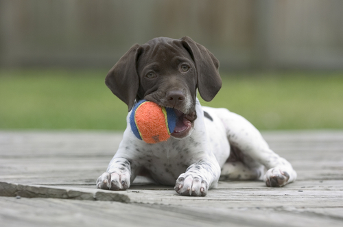 Brown Face Pointer Puppy Playing With Ball