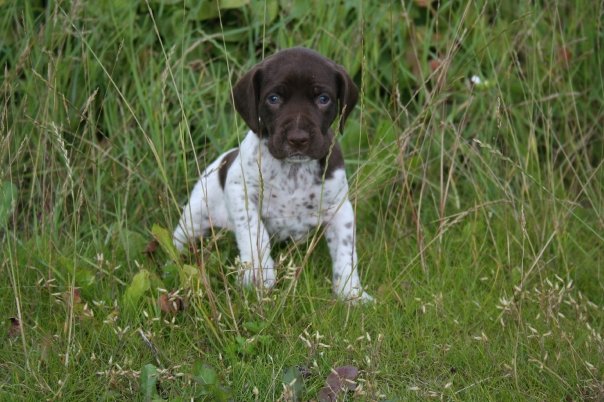 Brown Face Shorthaired Pointer Puppy Sitting Outside