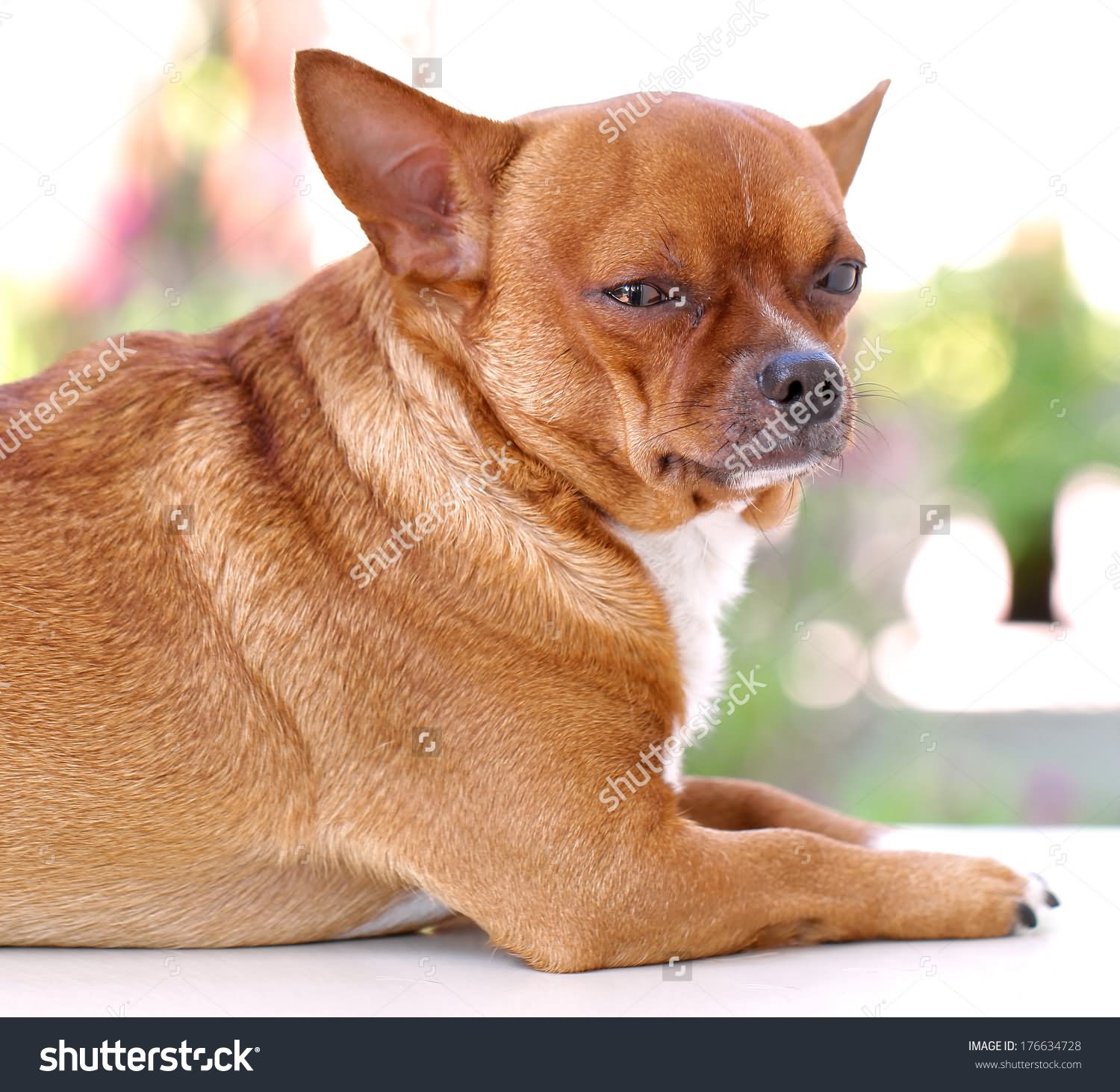 Brown Full Grown Chihuahua Dog Sitting
