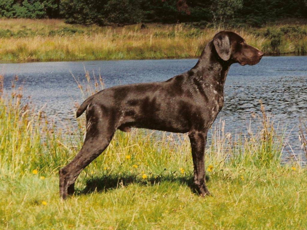 Brown Full Grown Pointer Dog Standing Near Pond
