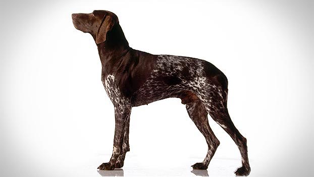 Brown German Shorthair Pointer Dog