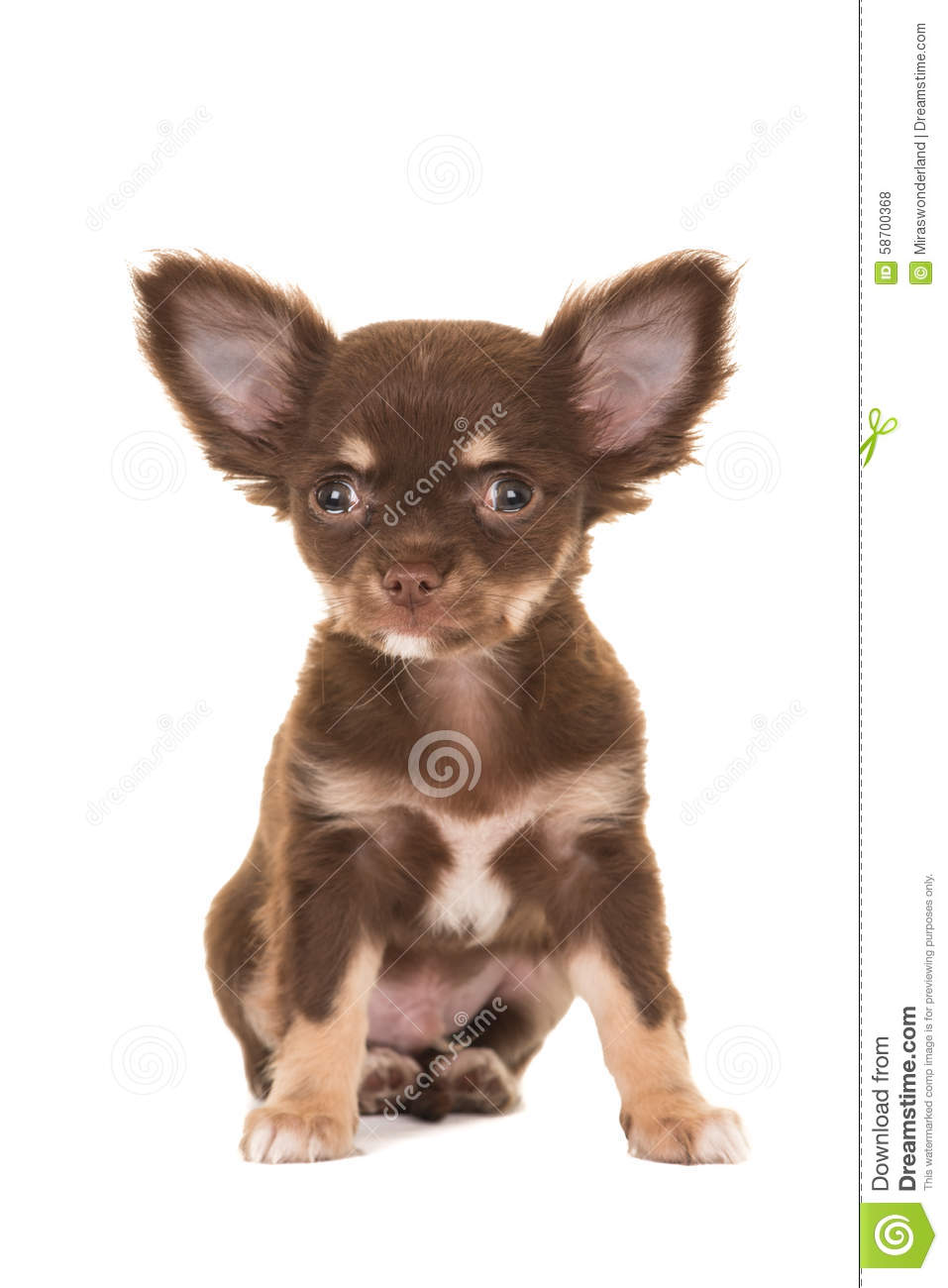 Brown Hairy Chihuahua Puppy Sitting