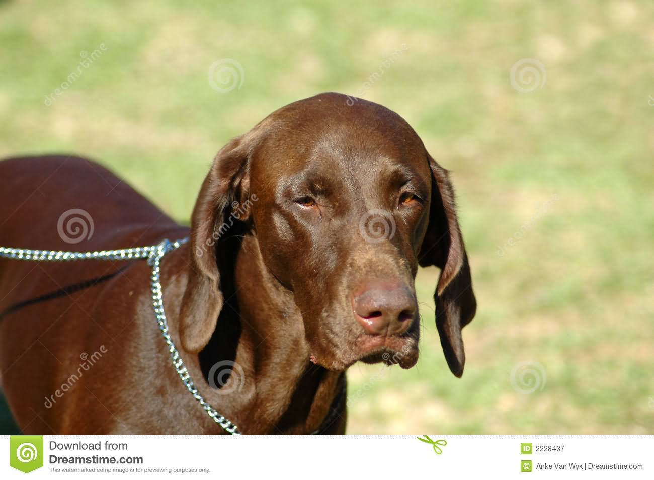 Brown Pointer Dog Face Closeup
