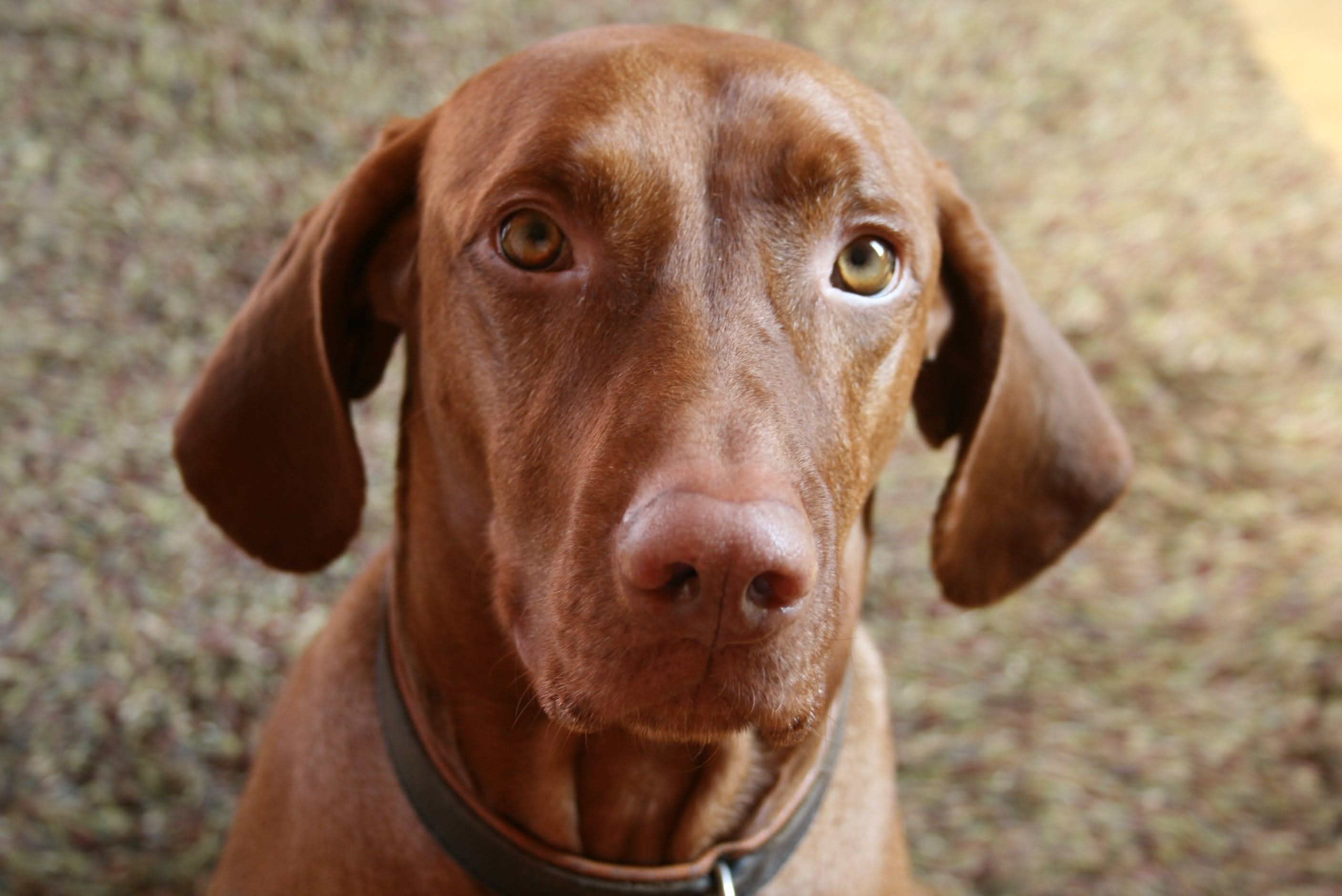 Brown Pointer Dog Face
