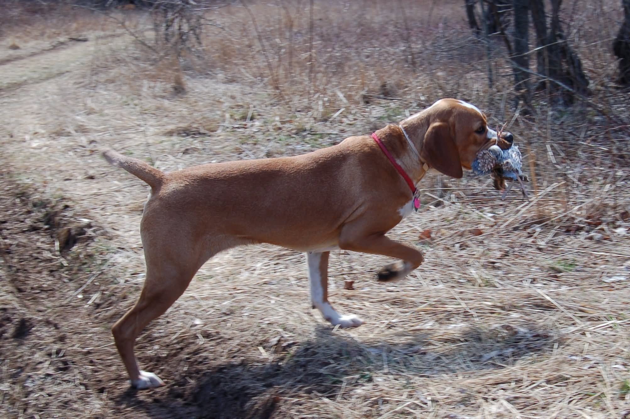 Brown Pointer Dog Hunting