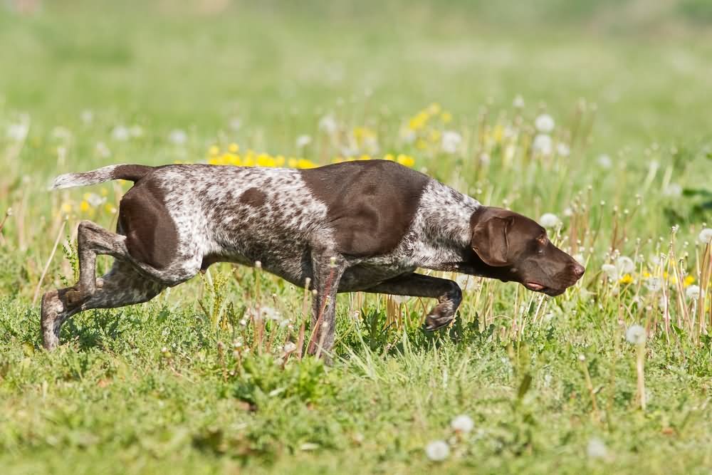 Brown Pointer Dog In Fields