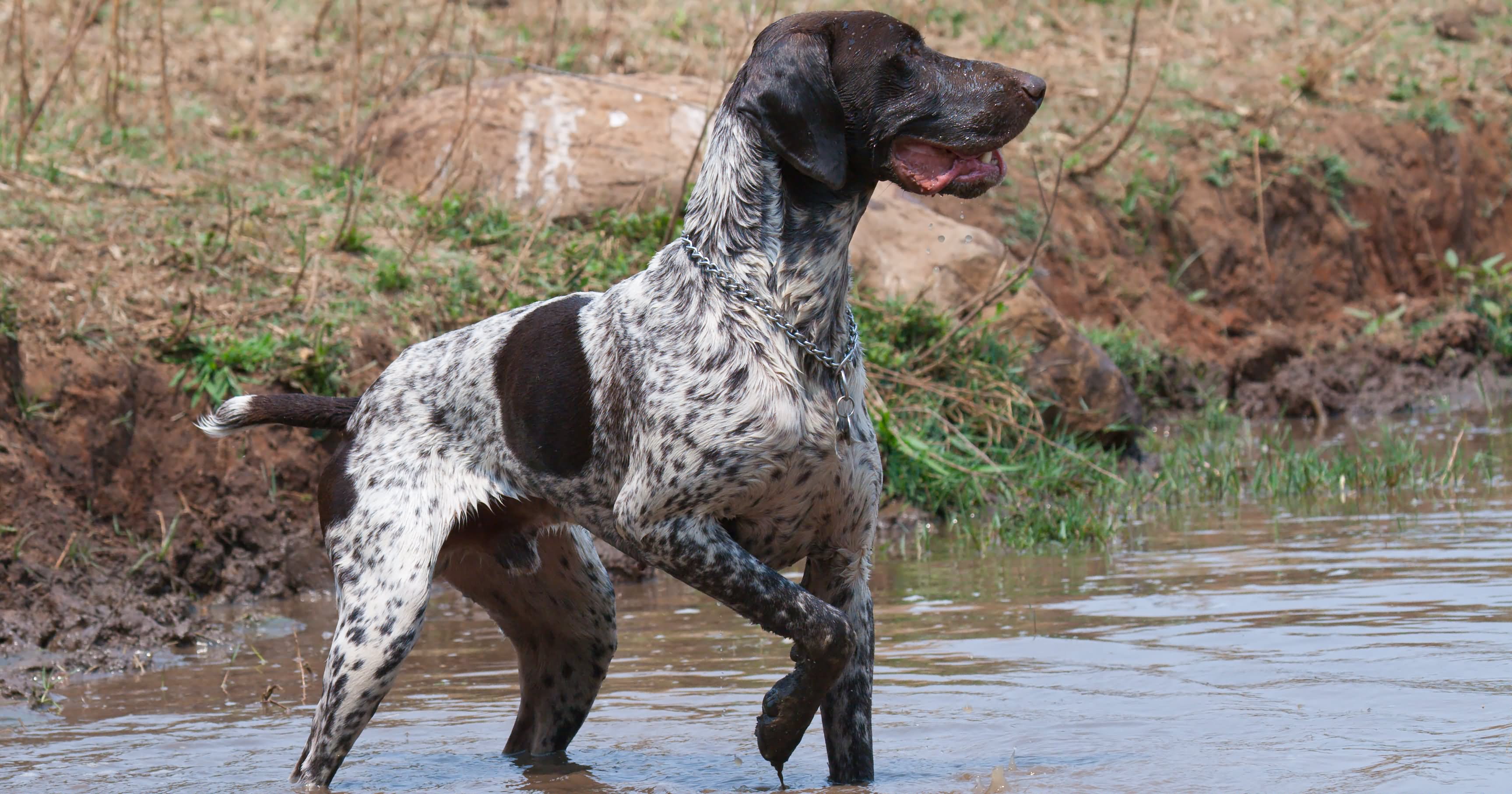 Brown Pointer Dog In Water