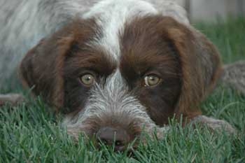 Brown Pointer Dog Laying On Grass