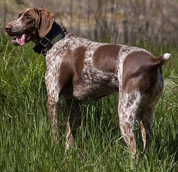 Brown Pointer Dog Picture
