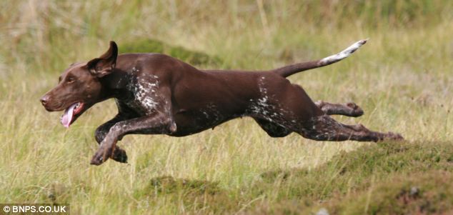 Brown Pointer Dog Running