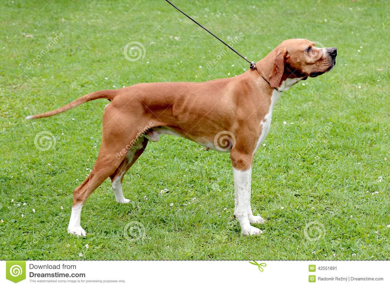 Brown Pointer Dog Standing On Grass