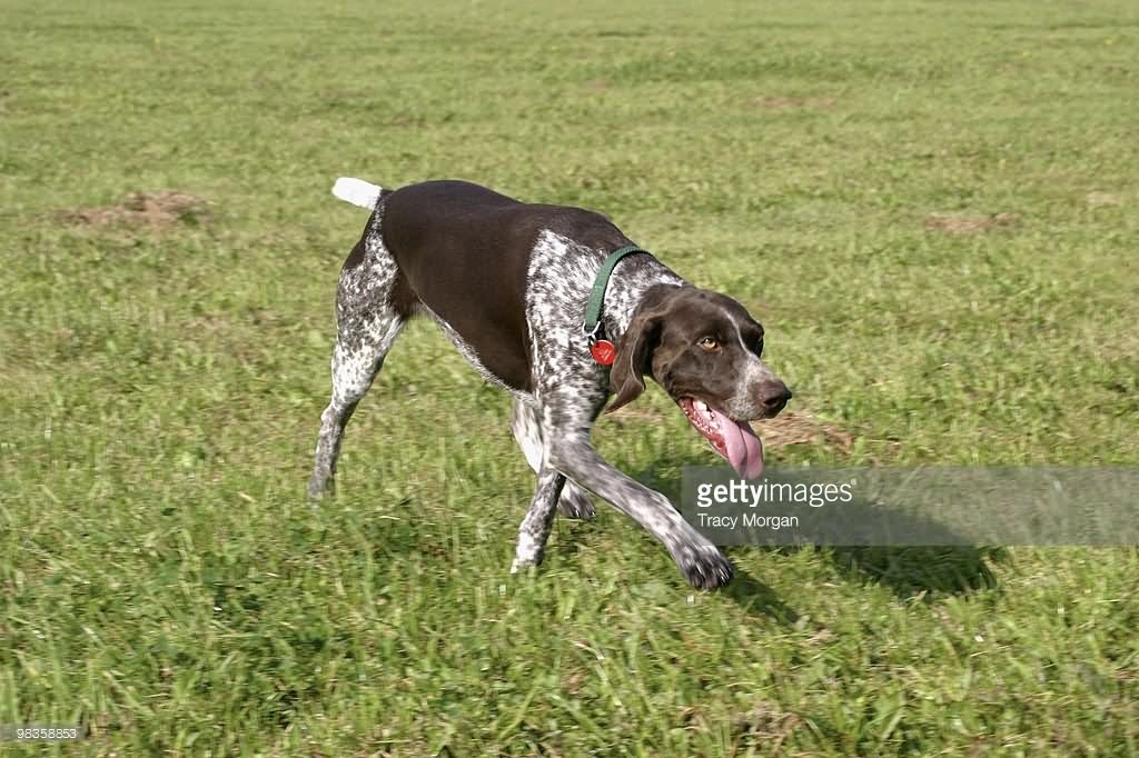 Brown Pointer Dog Walking On Grass