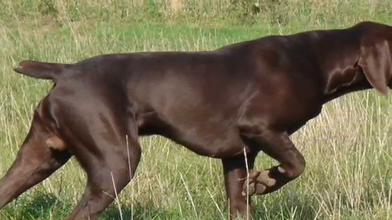 Brown Pointer Dog