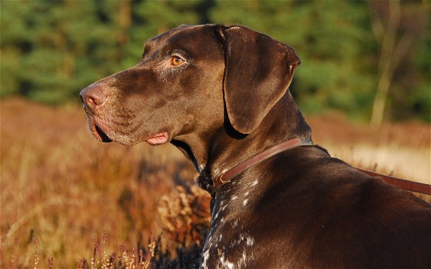 Brown Pointer Face Picture