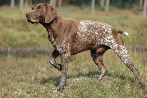 Brown Pointer Male Dog