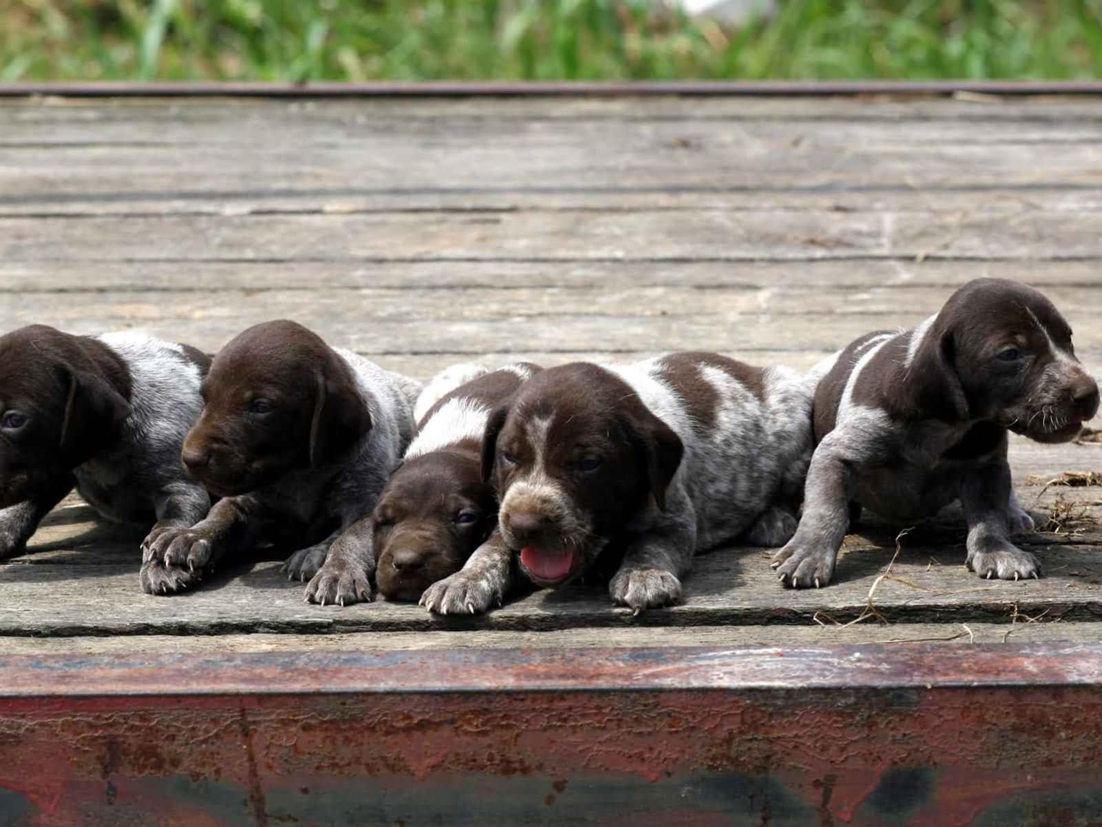 Brown Pointer Puppies Sitting