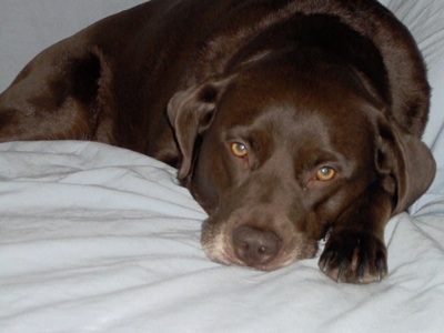 Brown Short Hair Adult Pointer Dog Laying On Bed