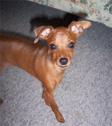 Brown Short Hair Chihuahua Dog