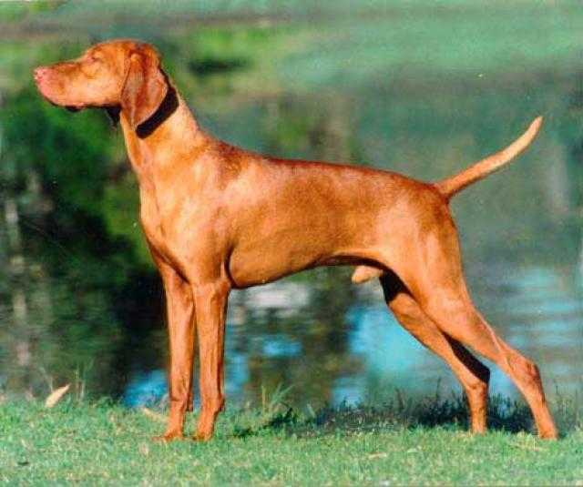 Brown Short Hair Pointer Dog Picture