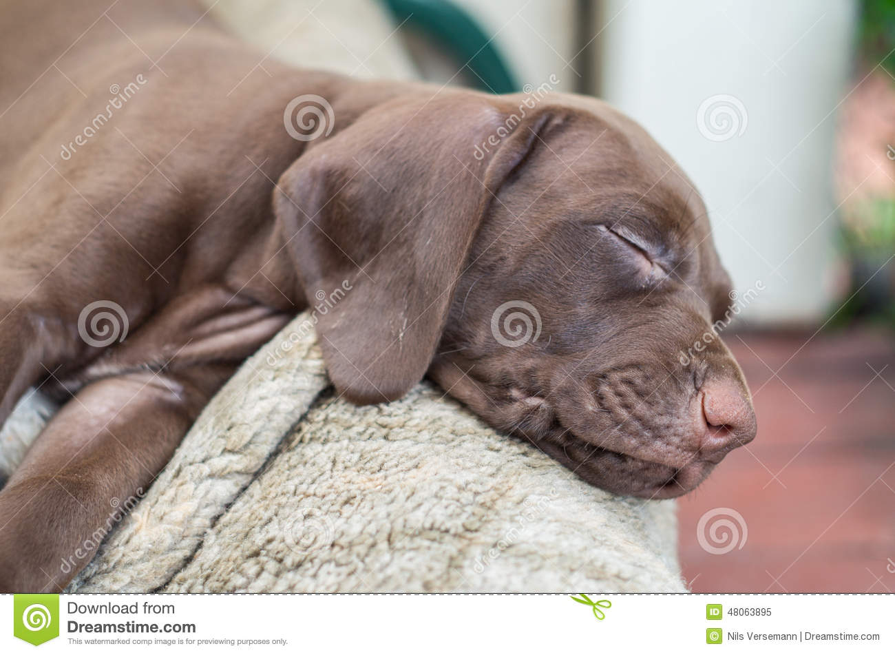 Brown Sleeping Pointer Puppy Picture