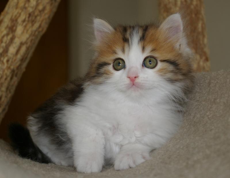 Calico Ragamuffin Kitten