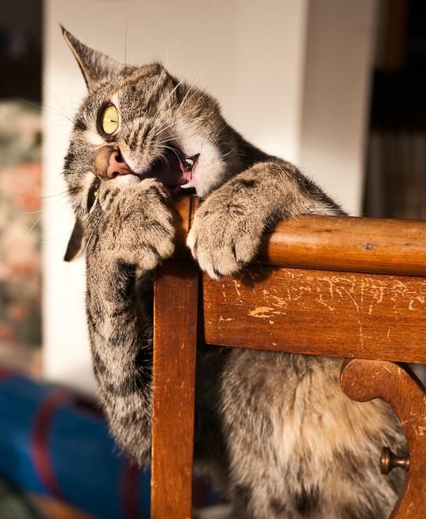 Cat Biting Funny Situations Picture