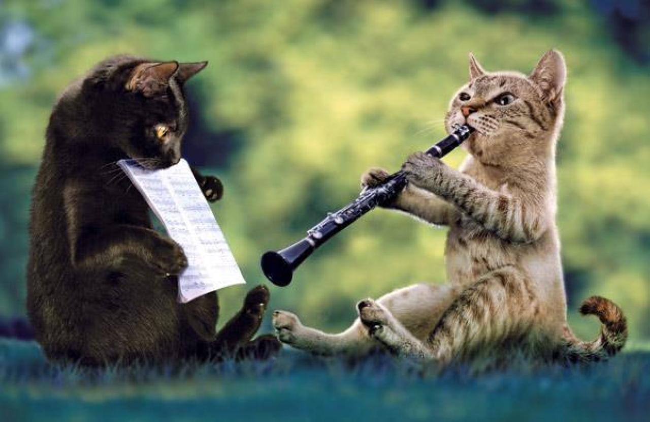 Cat Playing Clarinet Funny Musicians Picture