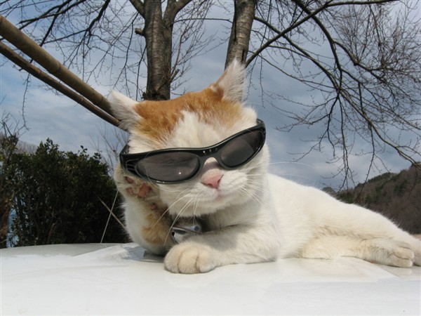 Cat Wearing Sunglasses Funny Situations