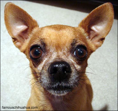 Chihuahua Dog Face Closeup