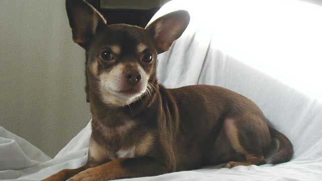 Chihuahua Dog Laying Down On Bed