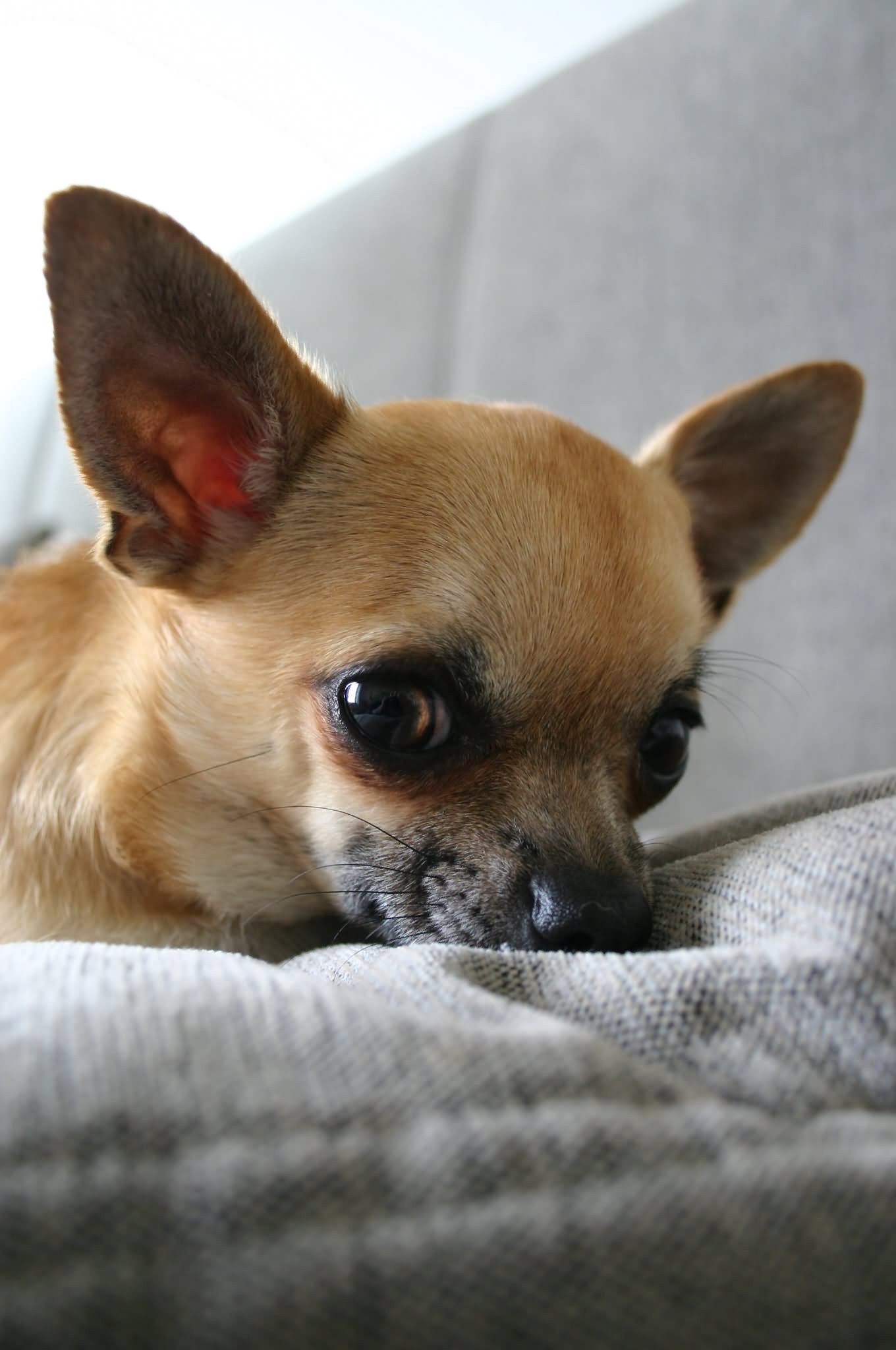 Chihuahua Dog On Bed