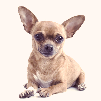 Chihuahua Dog Sitting
