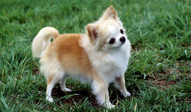 Chihuahua Dog Standing On Grass