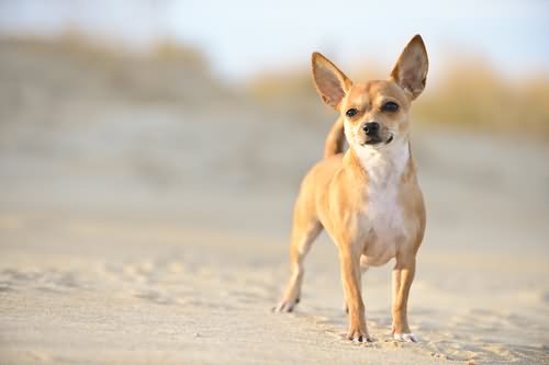 Chihuahua Dog Standing On Sand