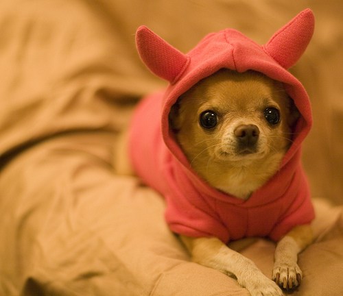 Chihuahua Dog Wearing Bunny Dress