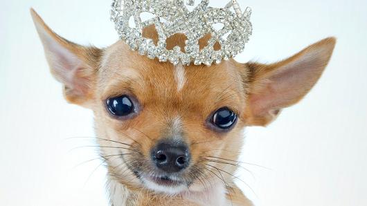 Chihuahua Dog Wearing Crown