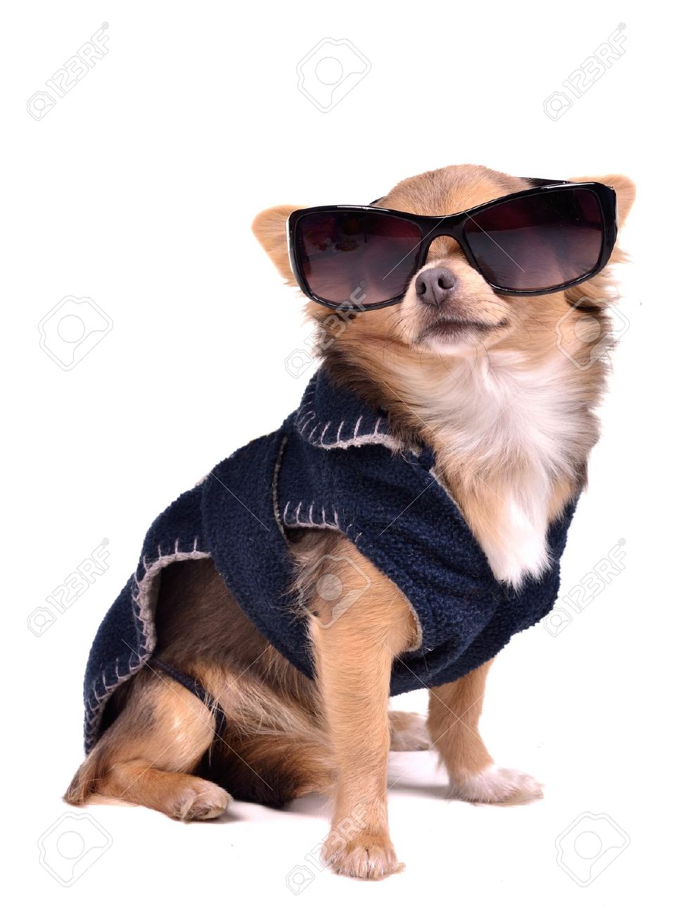 Chihuahua Dog Wearing Sunglasses