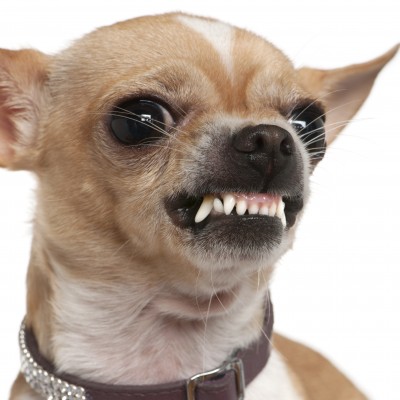 Chihuahua Dog With Angry Face