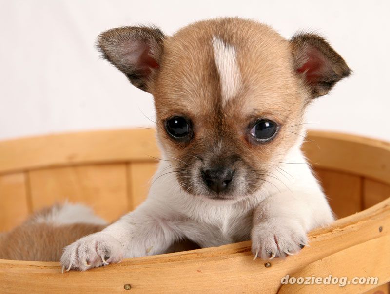 Chihuahua Puppy In Basket