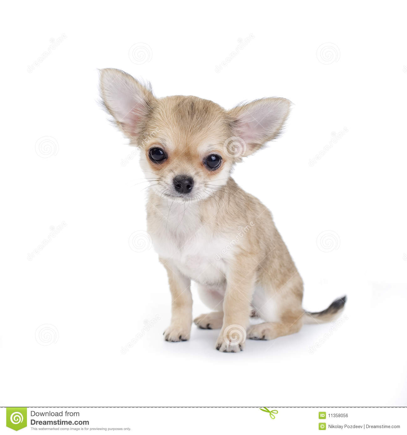 Chihuahua Puppy Sitting