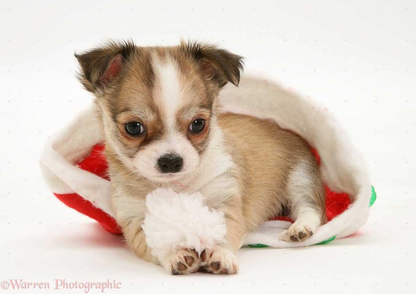 Chihuahua Puppy Sitting In Santa Cap