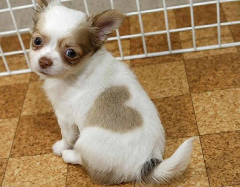 Chihuahua Puppy With Heart Spot